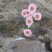 IMG 0001 2 (198)